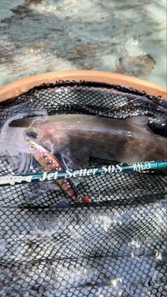 ジェットセッター 50S RICO(モバイルロッド) - 釣具のポイント 【公式